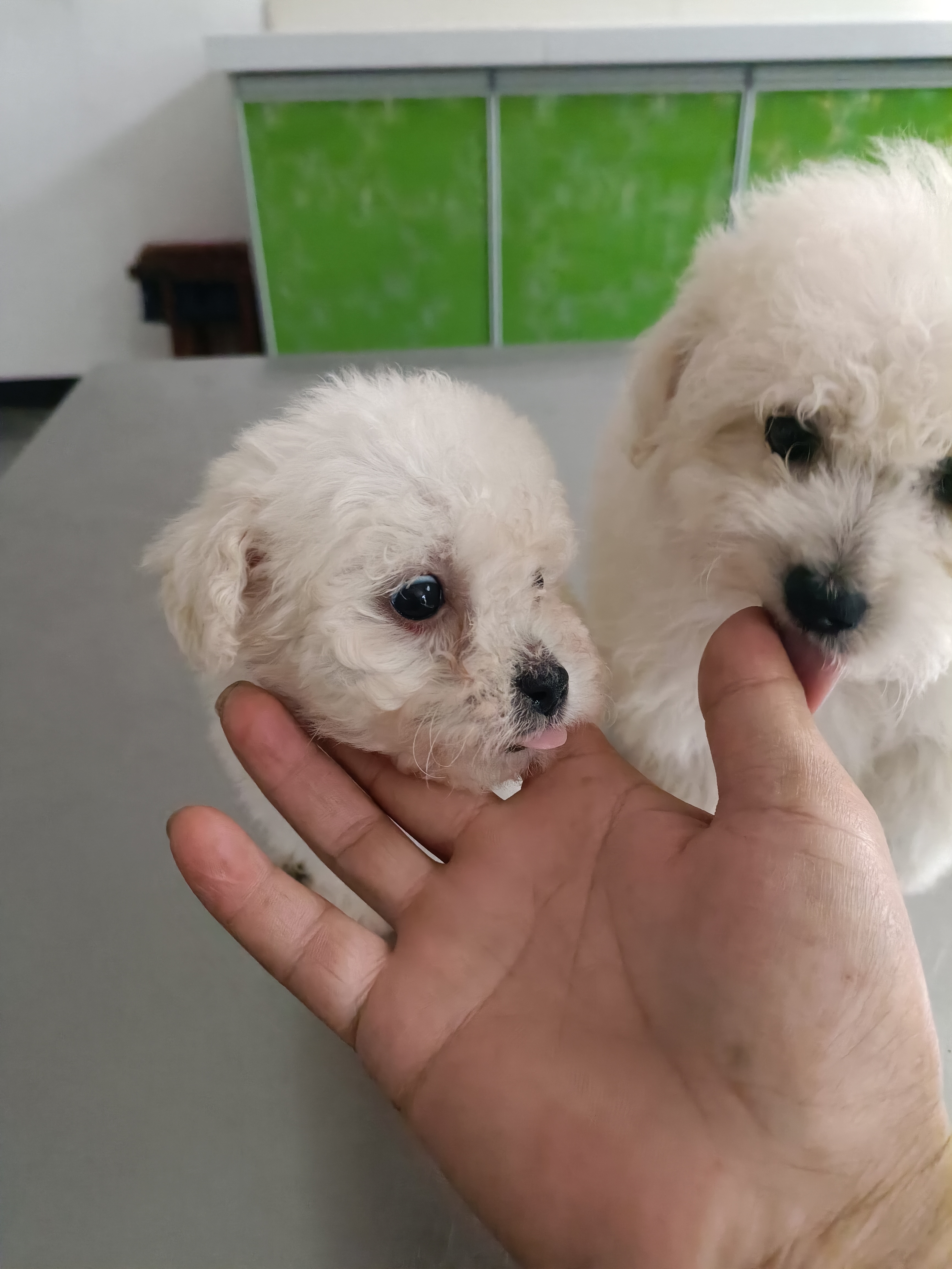 比熊